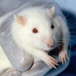Animal, Rat, Lobund-Wistar. Janet Stephens (photographer)