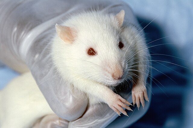 Makeup vs Medical Research: The Ethical Dilemma of Animal Testing