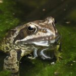 Photo by Ali Goode: https://www.pexels.com/photo/close-up-of-a-frog-in-a-green-pond-31855562/