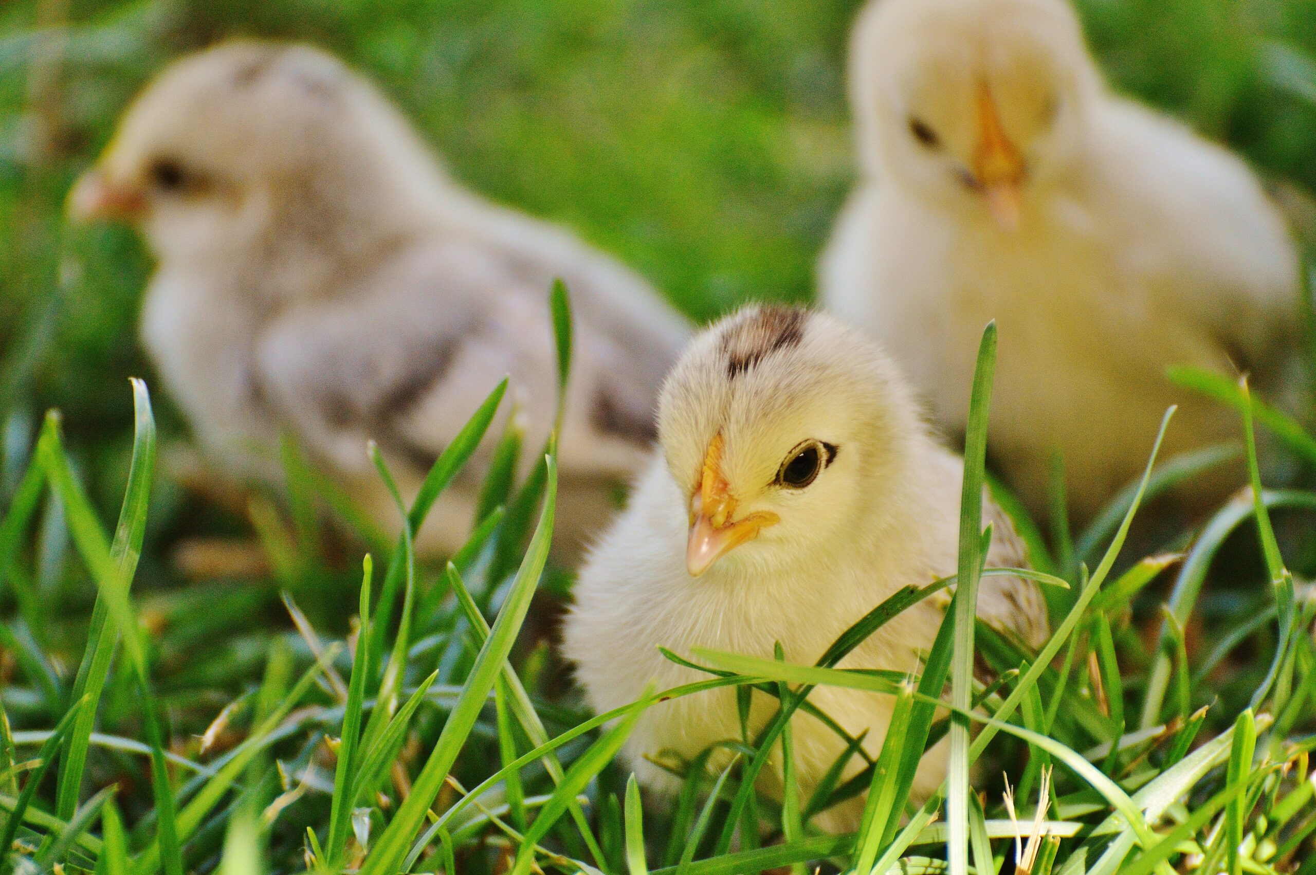 three yellow chicks on grass field