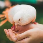 dove eating out of persons han