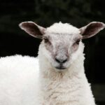 White Sheep