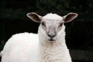 White Sheep