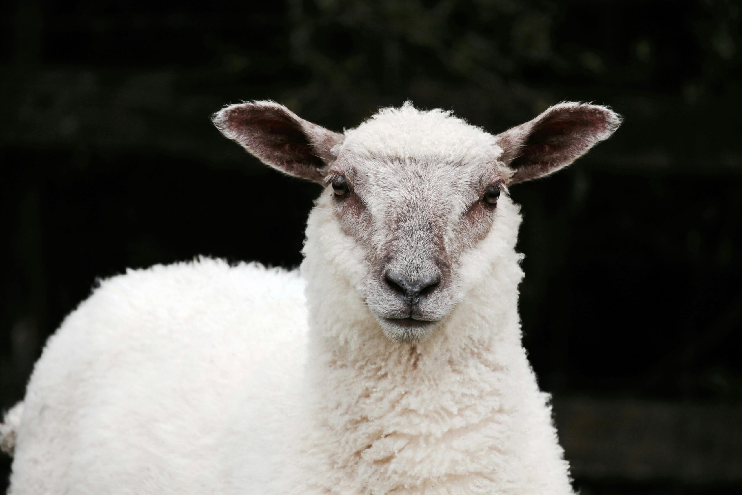 White Sheep