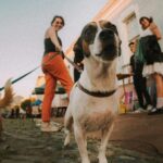 playful dogs on leashes in outdoor setting