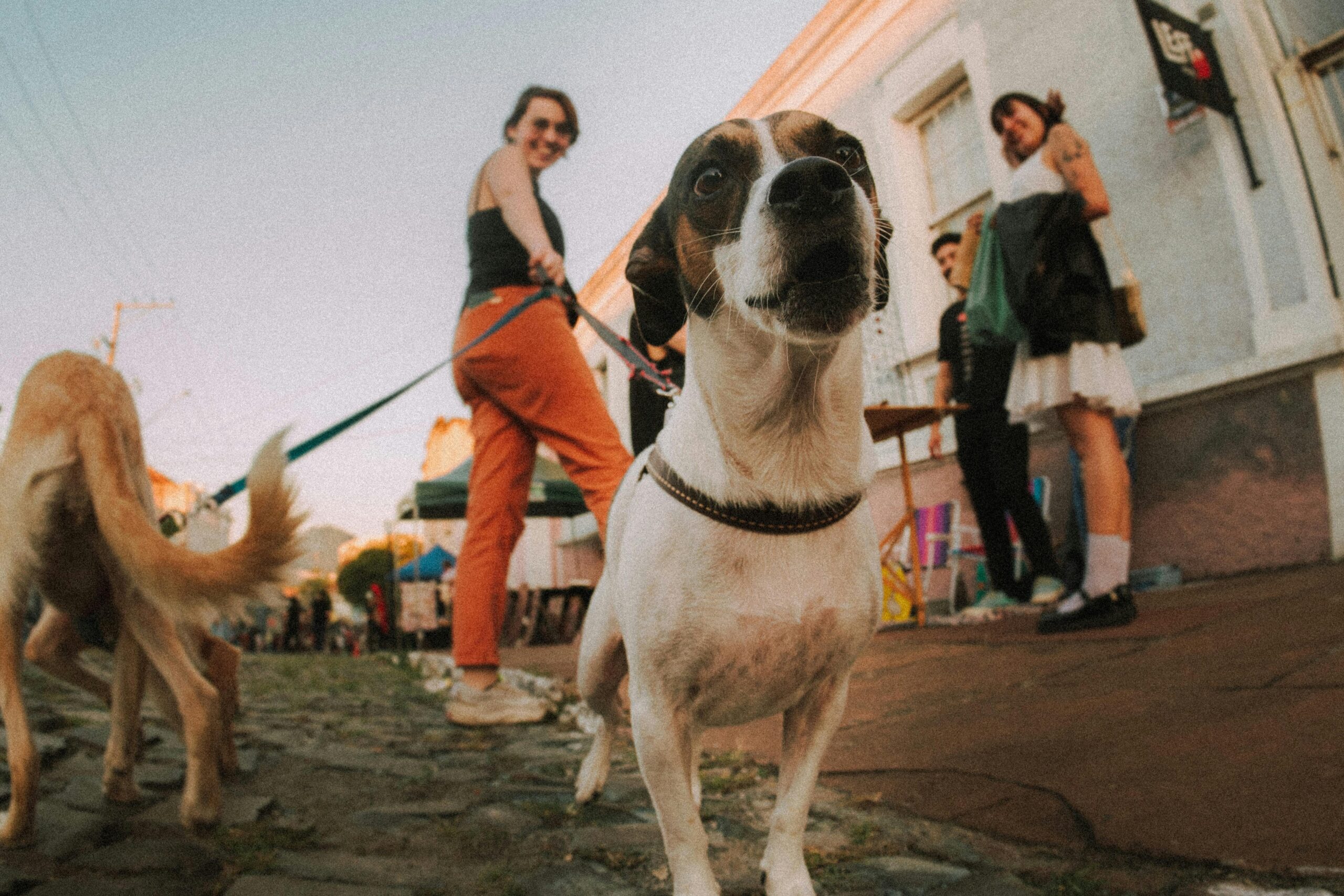 Bad Dogs, or Bad Owners?