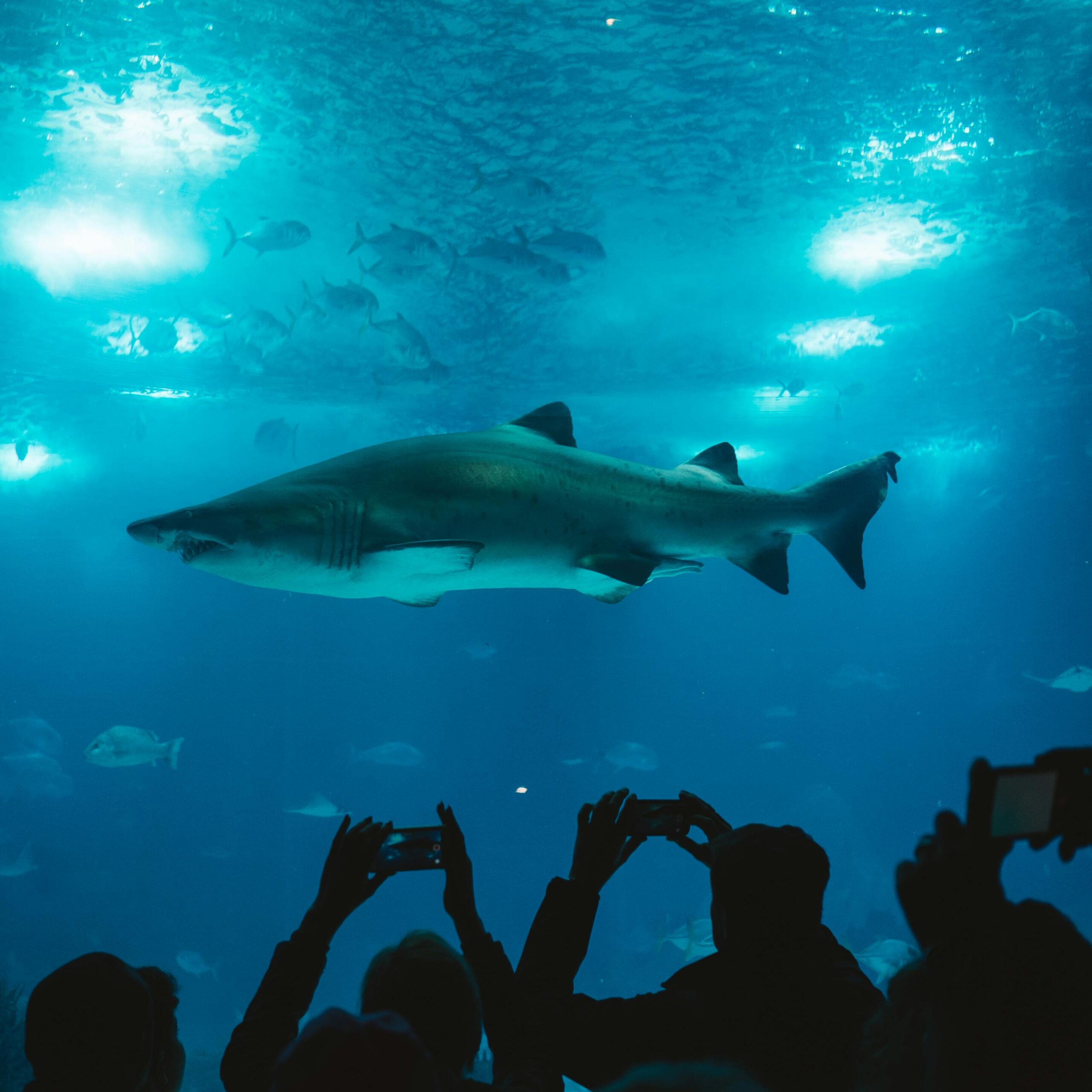 The Ethics Of The Wildlife Entertainment Industry