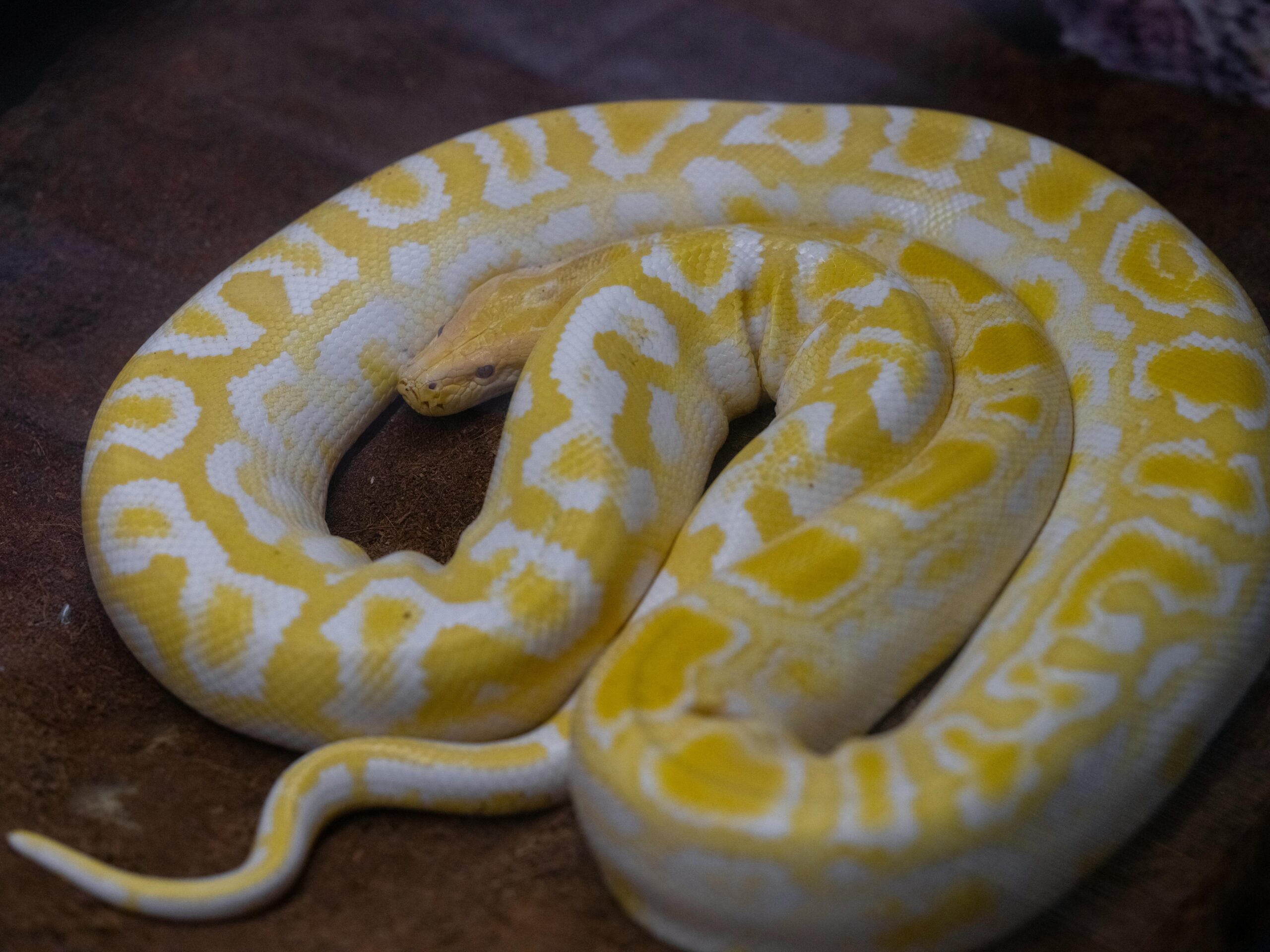Exotic Companion Animals: The Hidden Crisis of the Pet Trade