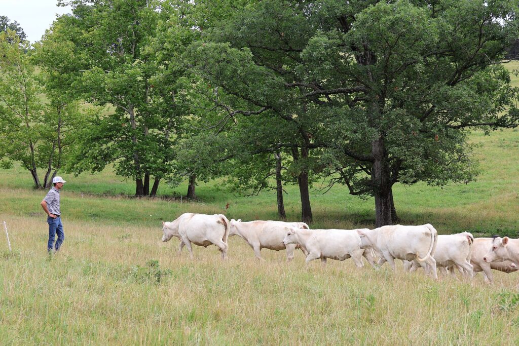 by Dana Rogge)
The Center for Regenerative Agriculture at the University of Missouri is one of approximately 140 grant projects being funded by the USDA’s Partnerships for Climate-Smart Commodities. Daniel Bonacker of Big River Grain and Cattle, LLC, in Cedar Hill, Mo., participates in this cost-share program to implement grazing management on their operation. (USDA photo by Hannah Strain)