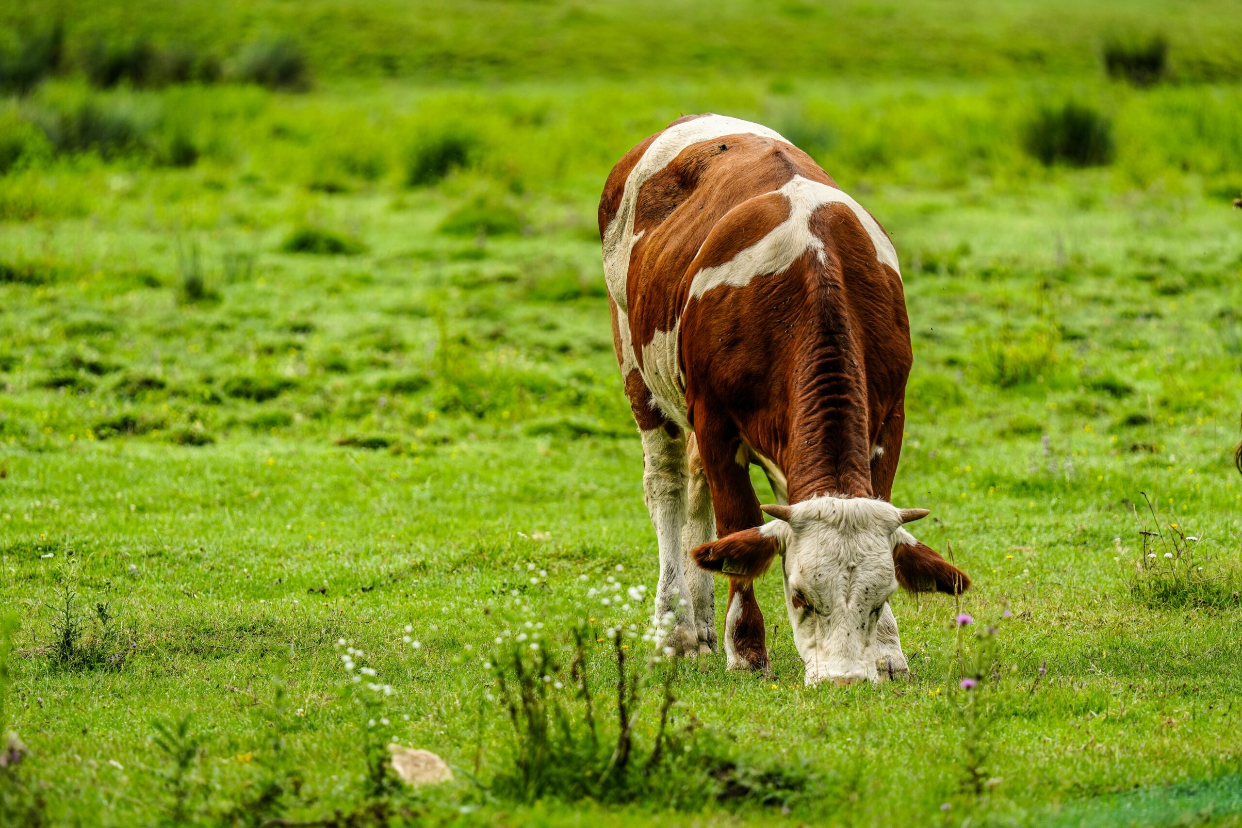 Photo by Nikola Tomašić: https://www.pexels.com/photo/grazing-cow-on-a-lush-green-meadow-33270414/
